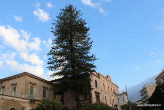 Araucaria villetta Caduti
